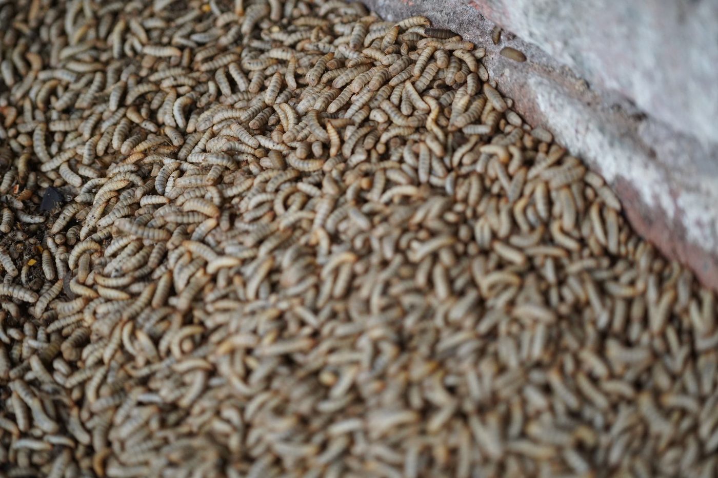Wormen bewegen sneller in nauwe ruimtes
