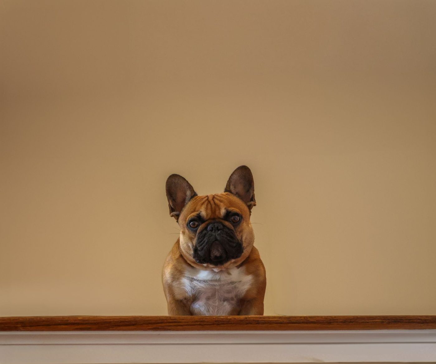Mopshond Jinny Lu uitgeroepen tot lelijkste hond ter wereld