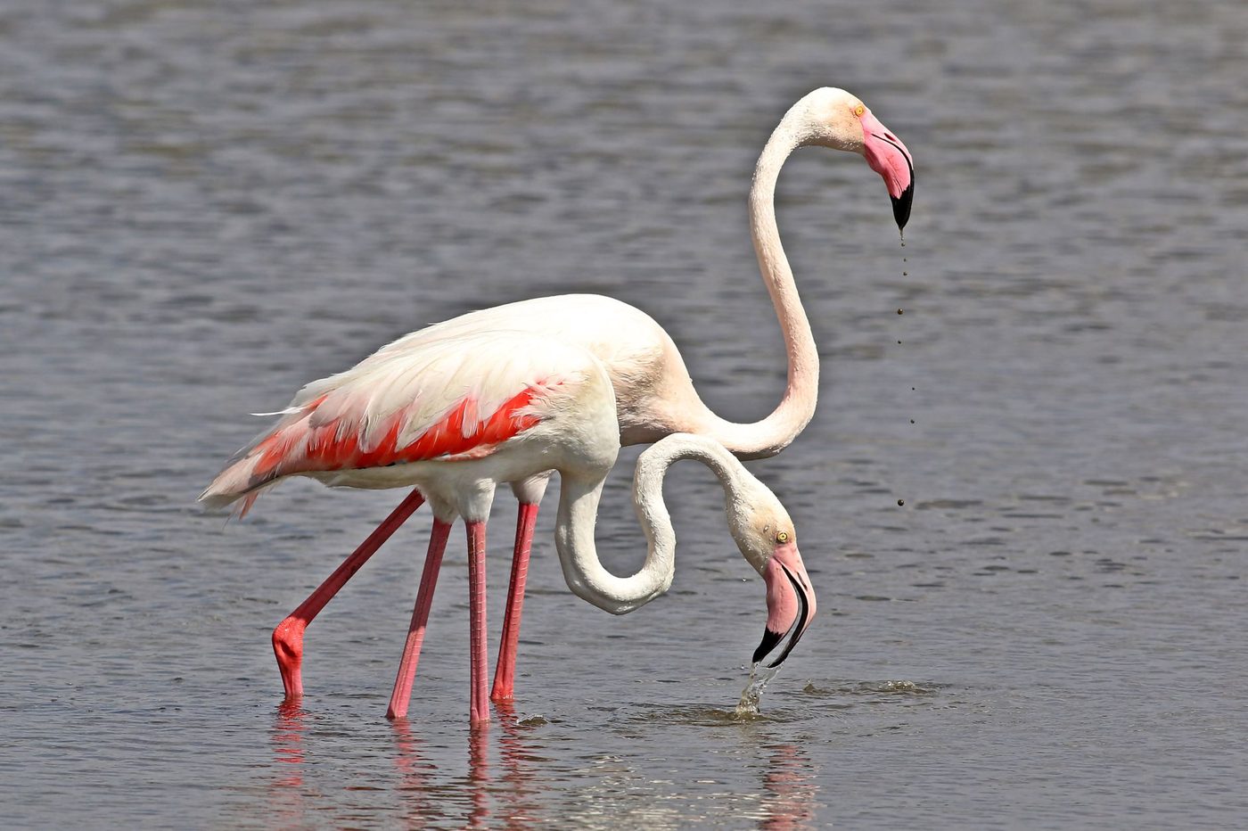 Wetenschapper ontrafelt mysterie achter het 'dansende' eetgedrag van flamingo's