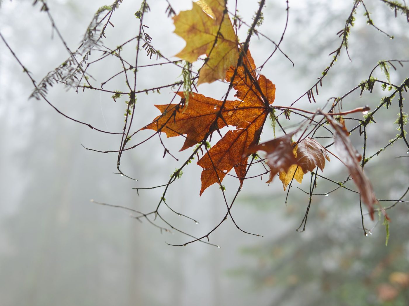 Herfst 2026 wordt waarschijnlijk zachter en natter dan gemiddeld