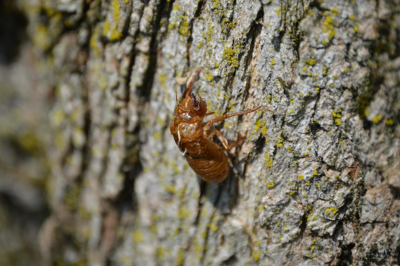 Cicaden gebruiken schaduwen om bomen te vinden