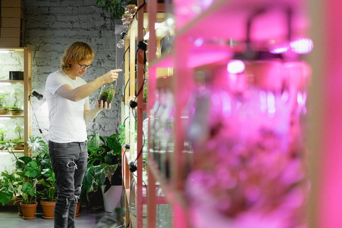 Bûûmplanters planten meer dan 11.000 bomen en struiken in Brussel tijdens afgelopen winter