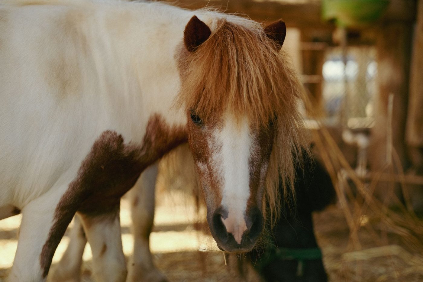 Pony mogelijk aangerand: vrachtwagenchauffeur sleepte dier mee naar stal
