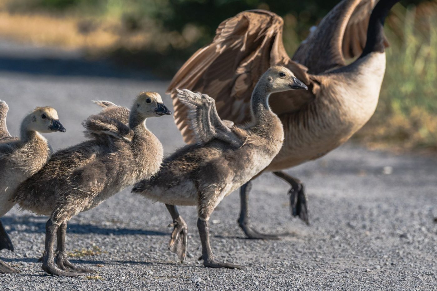 Gans knalt door autoruit op snelweg: passagier gewond