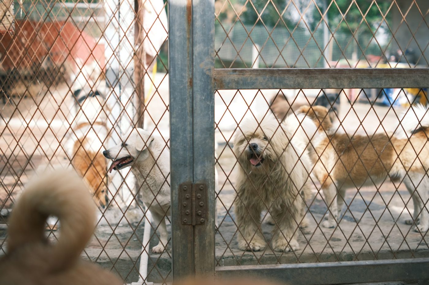 Bijna 600 verwaarloosde dieren gered in grootschalige actie in Wetteren