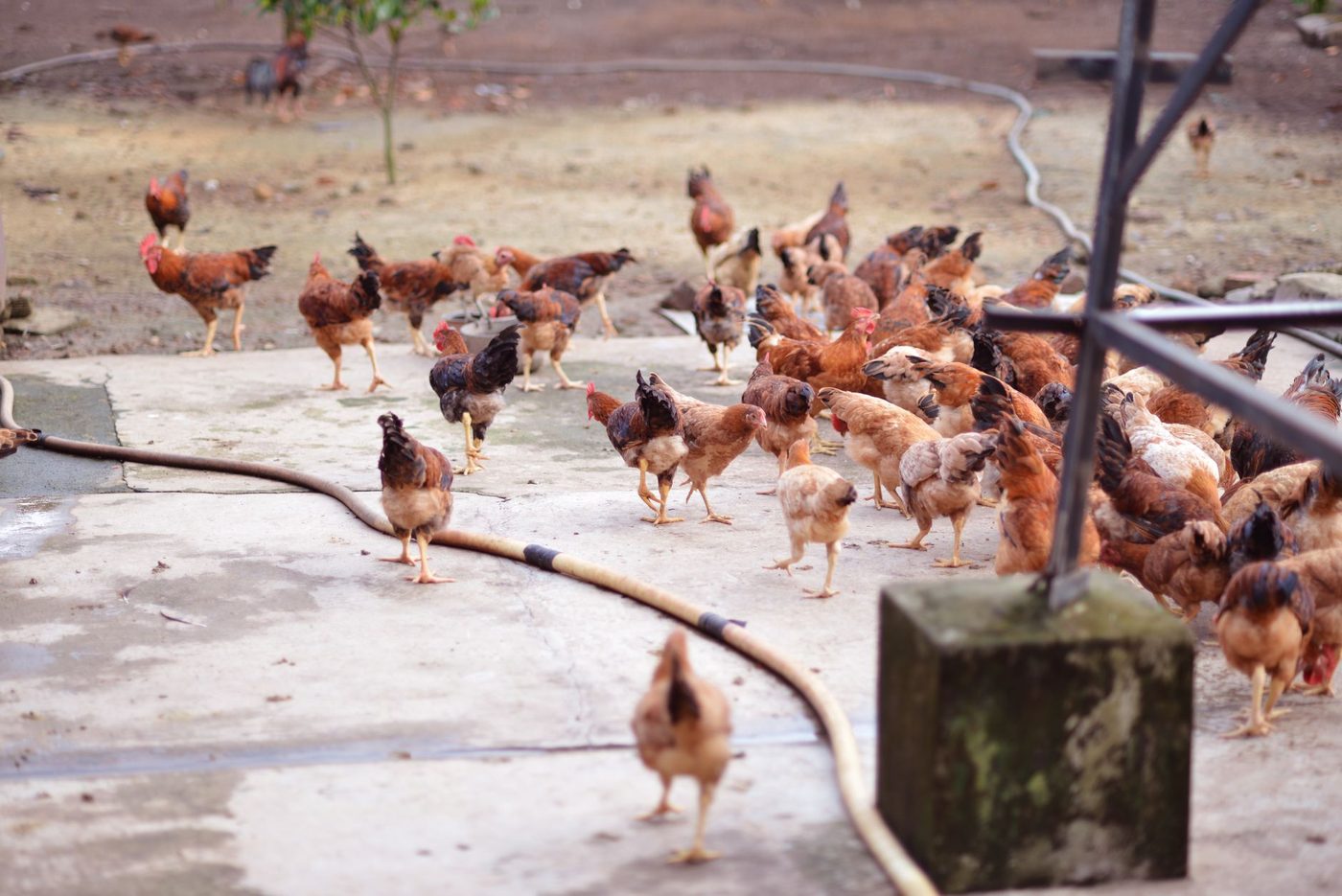 Salmonella-uitbraak: Kippenbedrijf in de Kempen als bron aangewezen