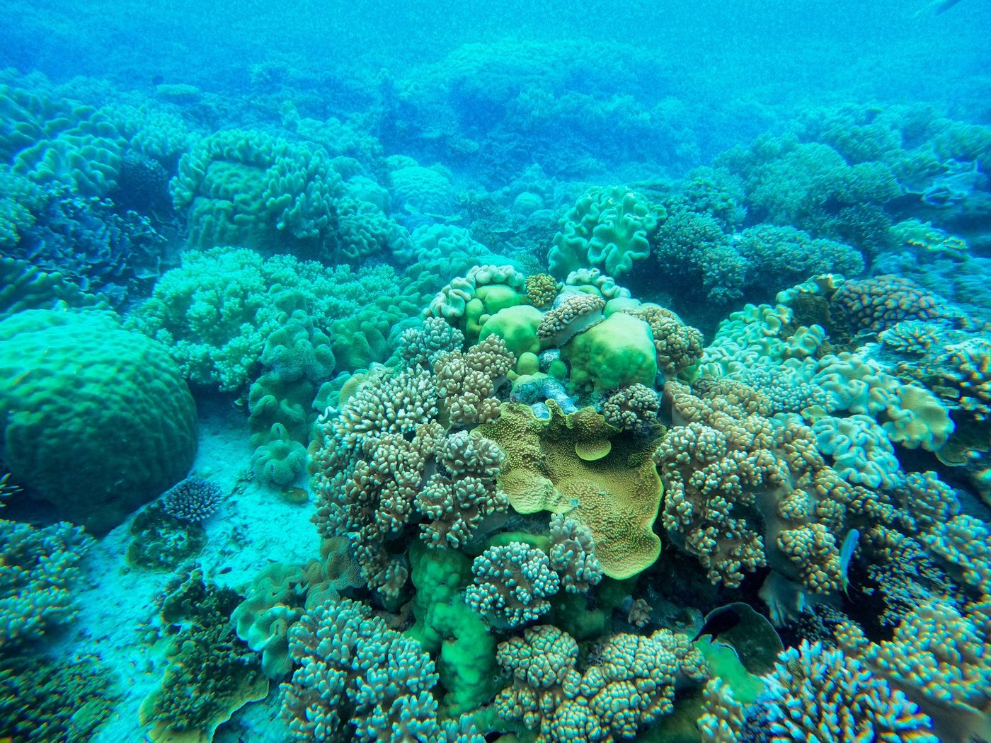 Explosieve visserij teistert koraalriffen in Indonesische archipel