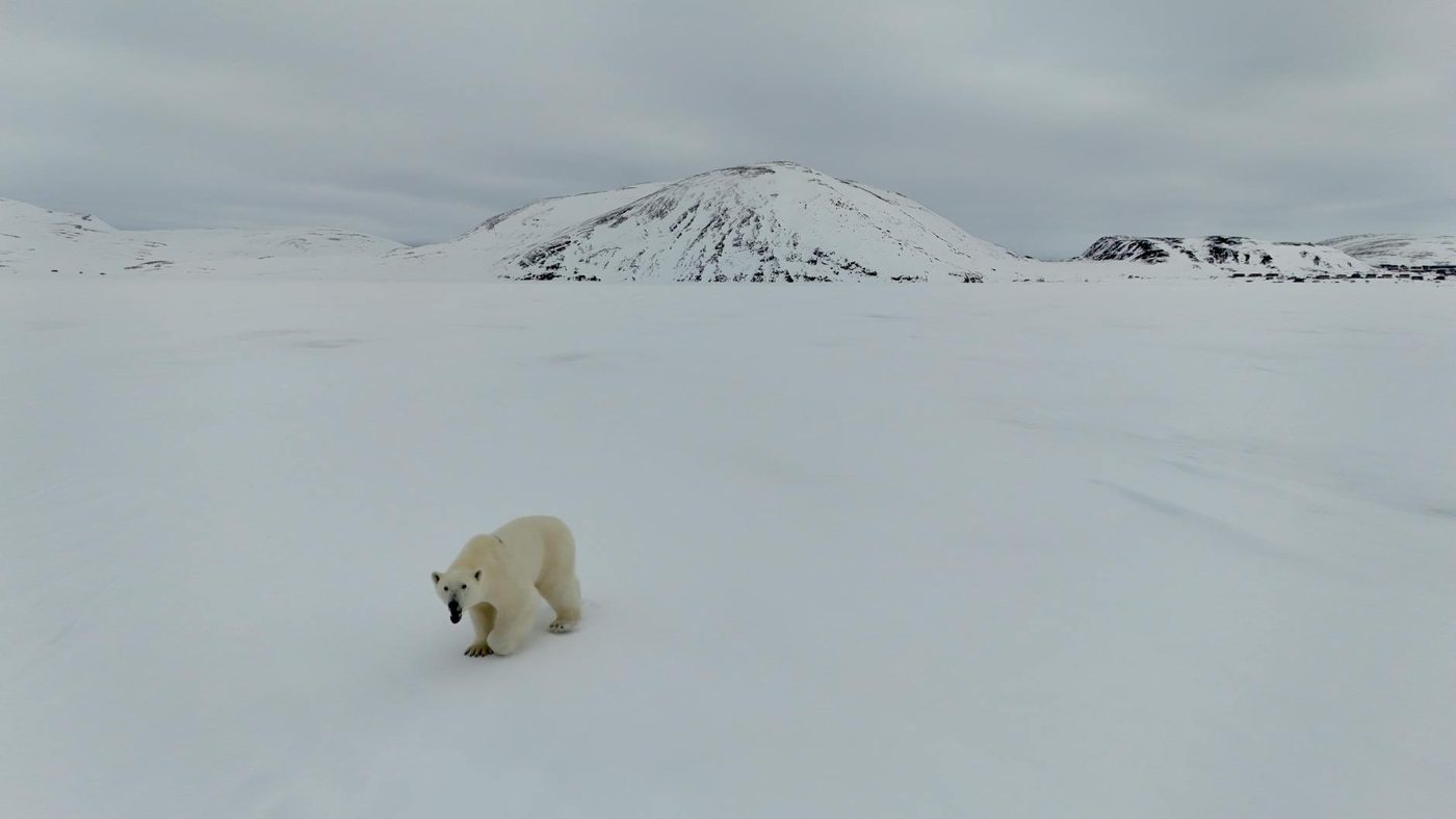 IJsberen naderen menselijke nederzettingen vaker door klimaatverandering — en het zijn niet alleen uitgehongerde dieren