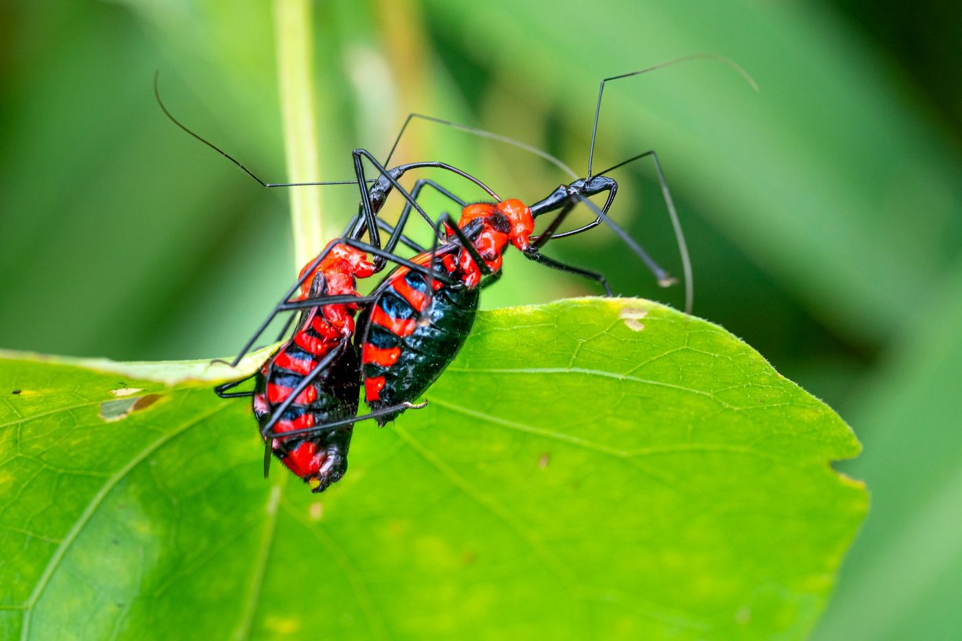 Genetische aanleg verklaart waarom mannelijke zwarte weduwen zich opofferen tijdens paring