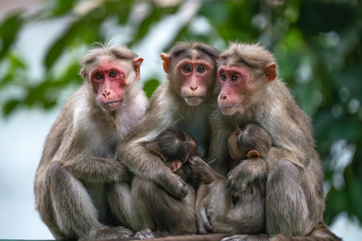 Pairi Daiza verwelkomt zeldzame gouden stompneusaapjes, eerste geboorte in België