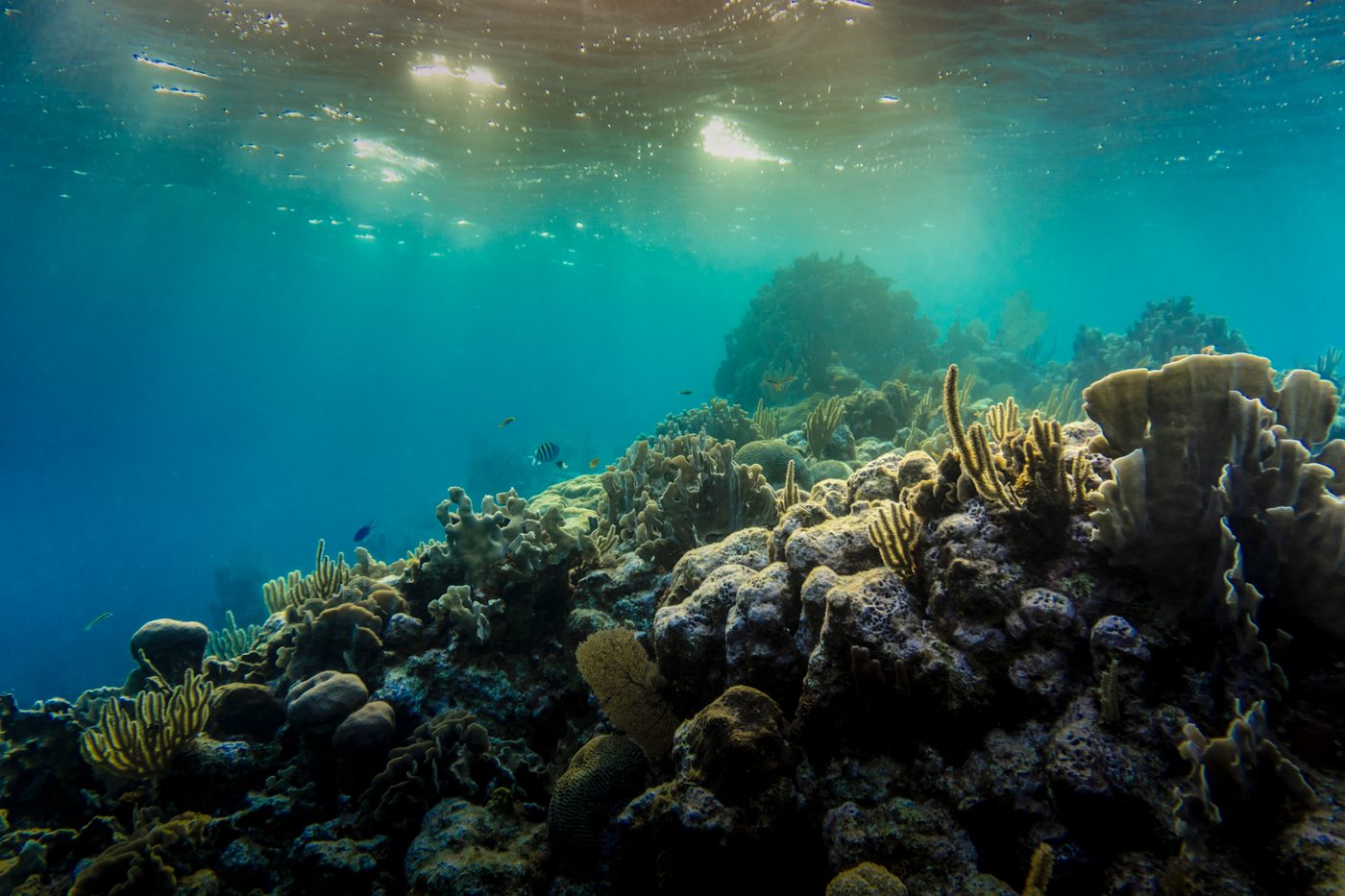 Record El Niño brengt ecologische verschuiving bij Great Barrier Reef in gevaar