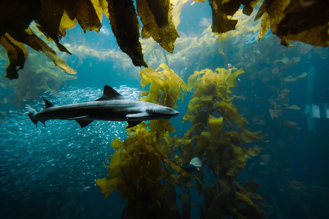 Discovery Channel lanceert 38ste editie van Shark Week met focus op 'vliegende' haaien