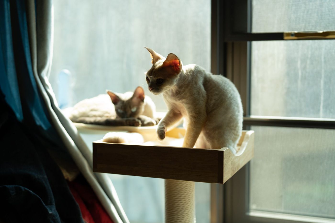75 katten in een flat van 50 m²: politie vindt dode kittens in diepvries
