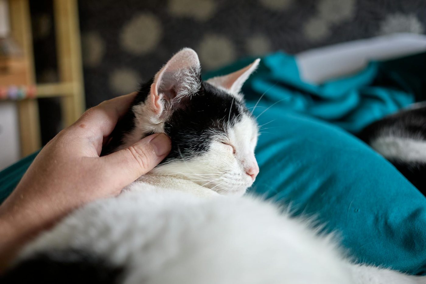 Mensen zijn genetisch nauwer verwant aan katten dan aan honden