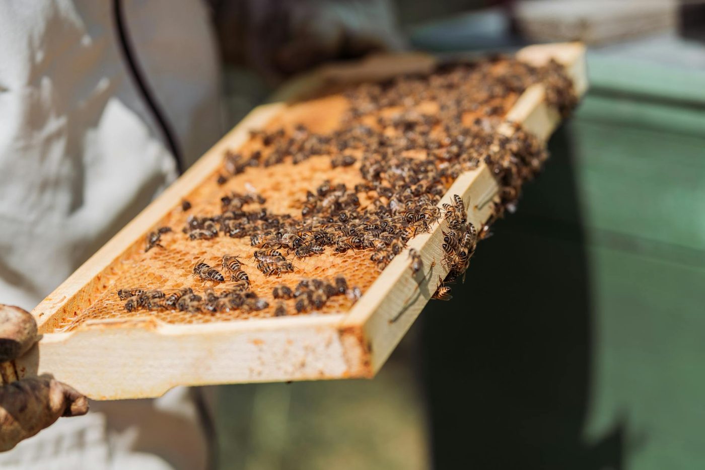Insectenpopulaties kelderen wereldwijd en bedreigen voedselzekerheid