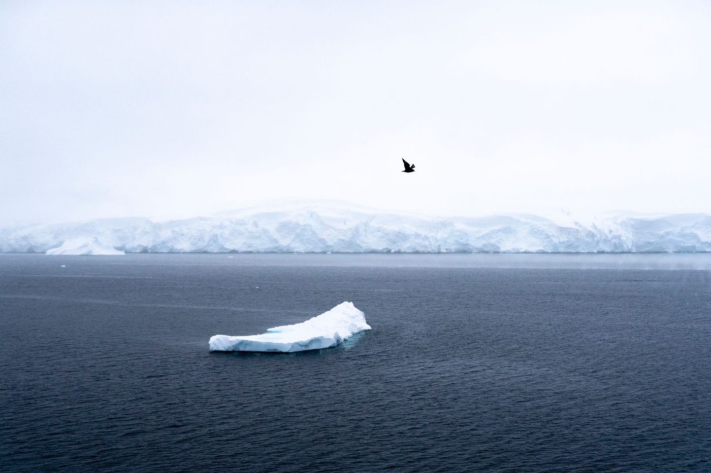 Voormalige gidsen verlaten Antarctische toerismesector door ethische bezwaren