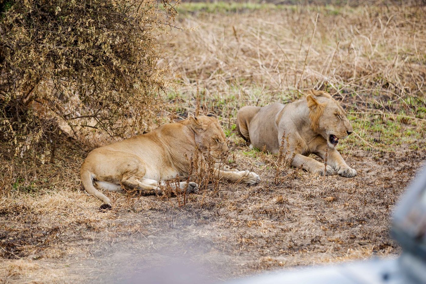 Tien leeuwen in Tanzania mogelijk vergiftigd