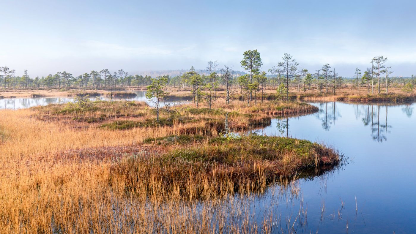 Na verwoestende brand in Hoge Venen: kleine ontsnapte 'eilandjes' moeten natuur redden