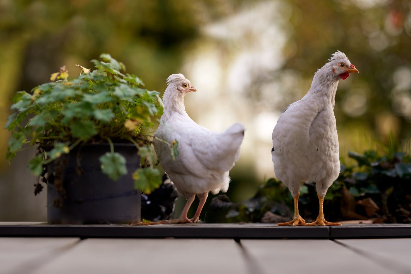 Vogelgriep H5N1 vastgesteld in Tongeren-Borgloon: 10 kilometer zone afgespannen