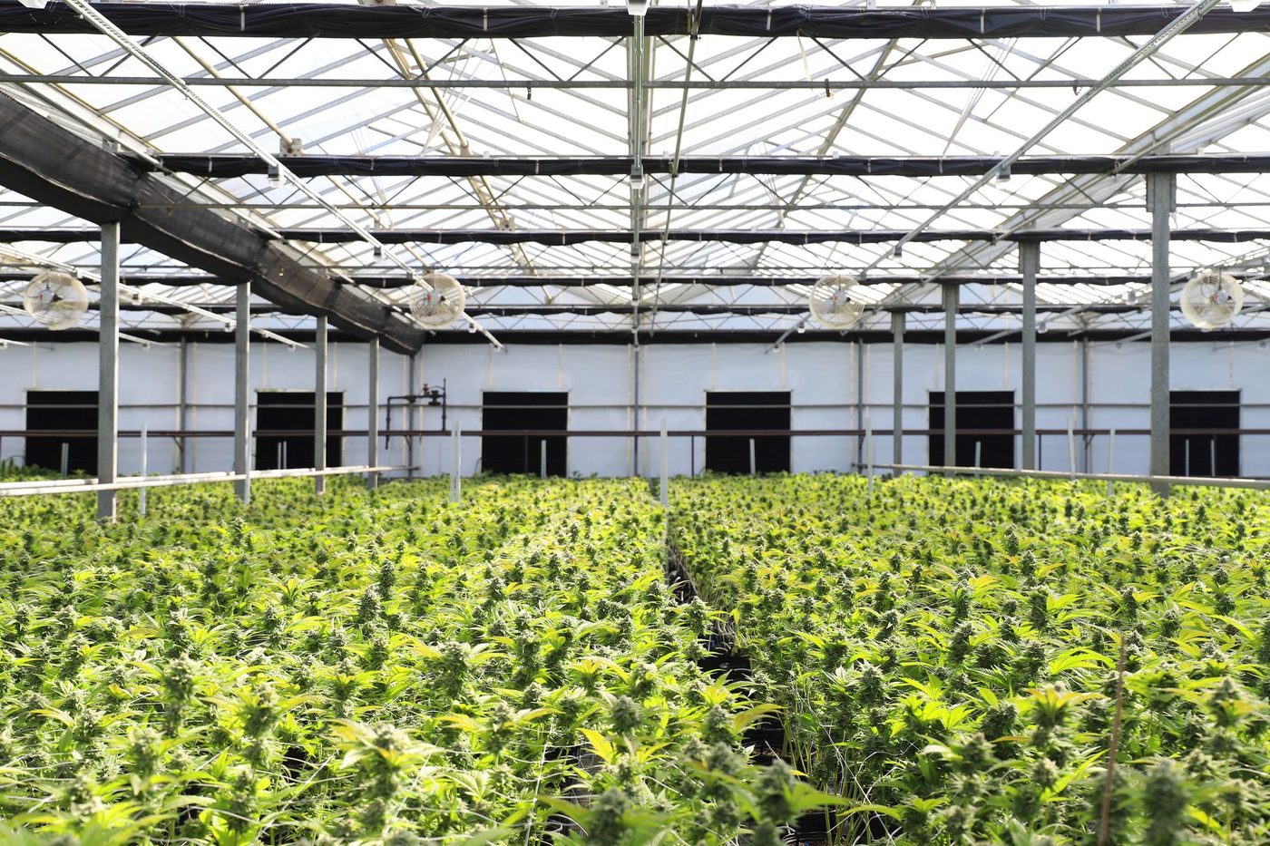 Brand in loods Genk onthult wietplantage: 74-jarige man achter sloten