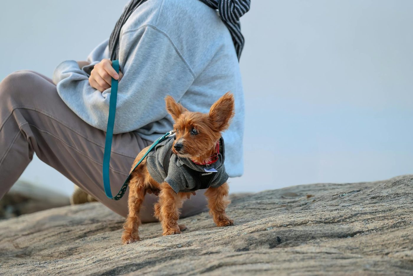 Bordercollie Molly na week herenigd met baasje na val van klif in Nieuw-Zeeland
