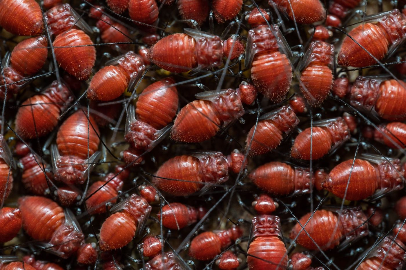 Sterke stijging van dengue in Florida: dit maakt de uitbraak zo gevaarlijk