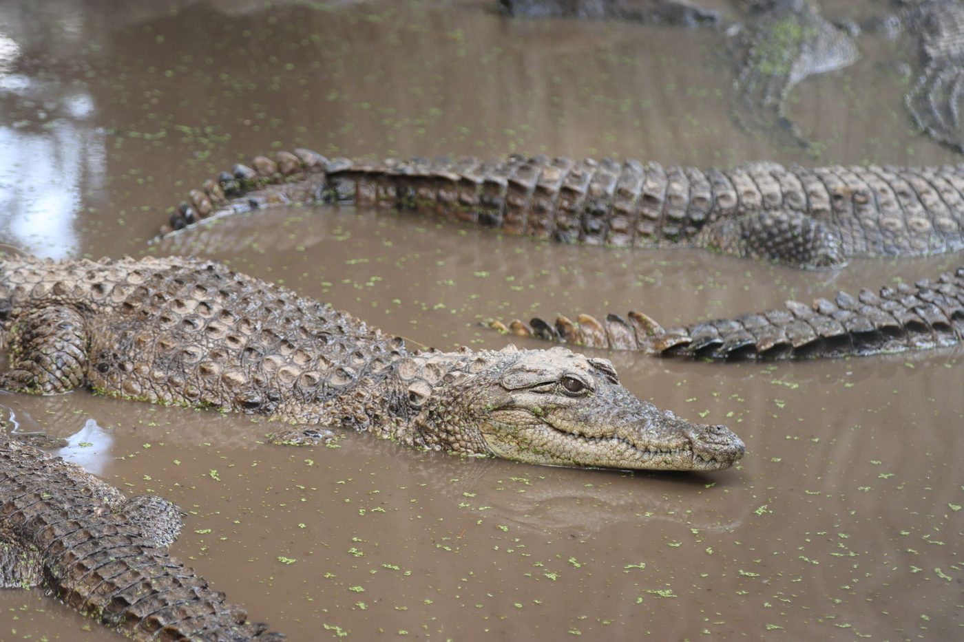 Safari-drama in Tanzania: Toeristen belanden in rivier vol krokodillen