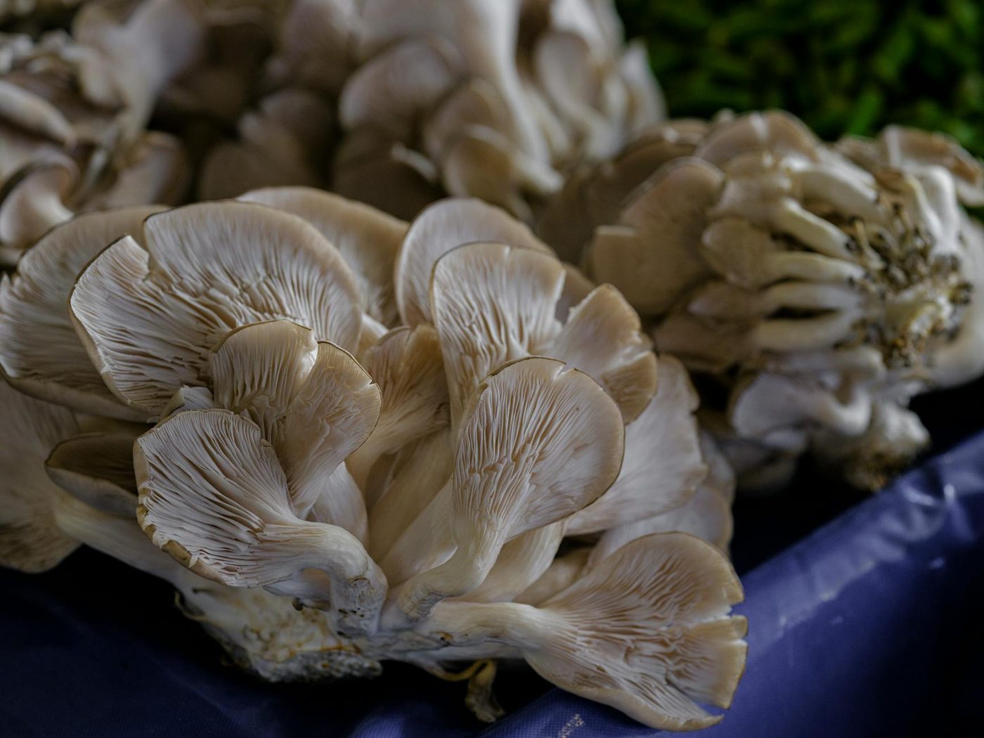 Mechelen test systeem met herbruikbare bakjes voor champignons
