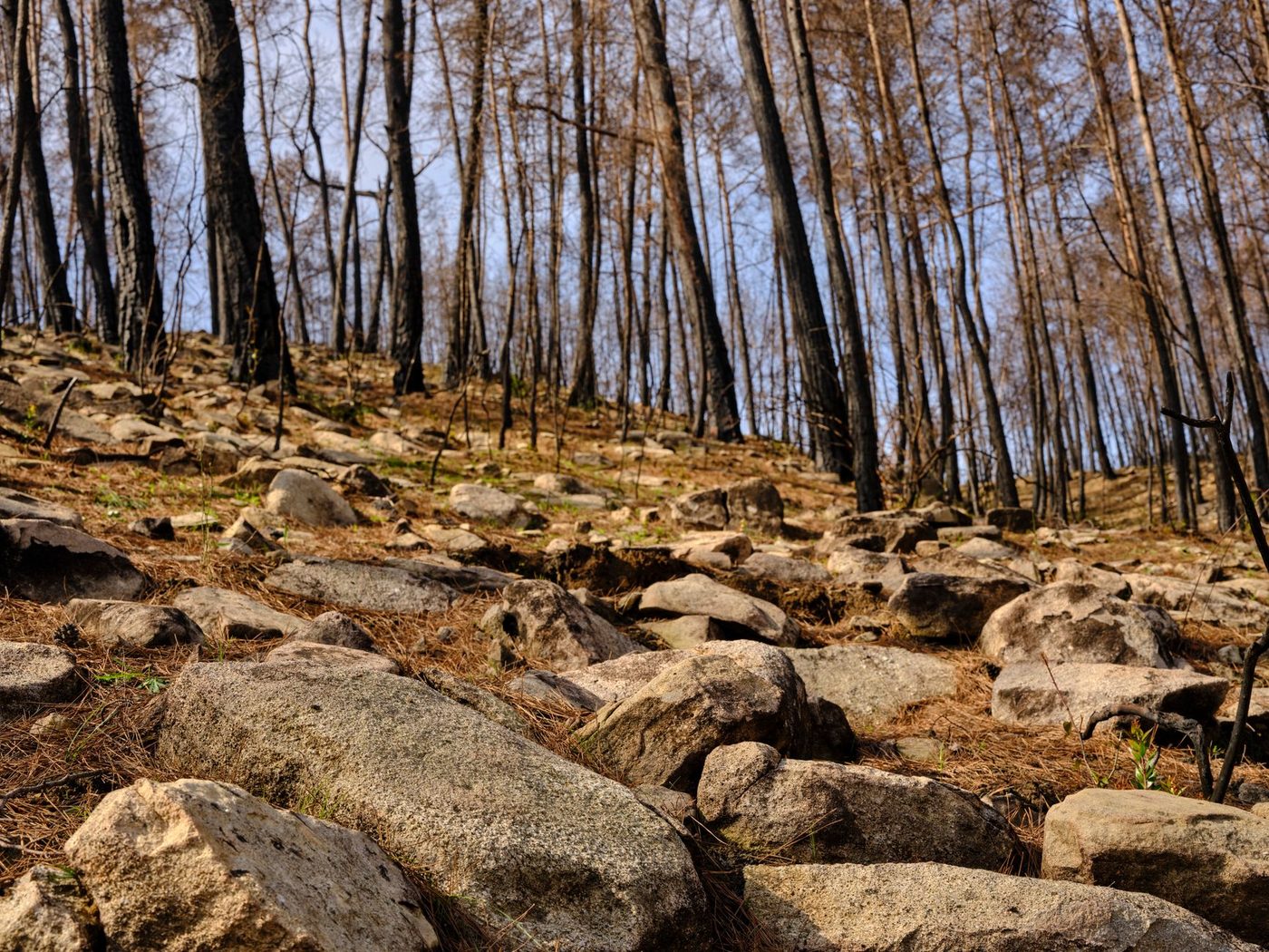 Aspenbomen vormen natuurlijke buffer tegen bosbranden, zelfs nu brandseizoen verhevigt