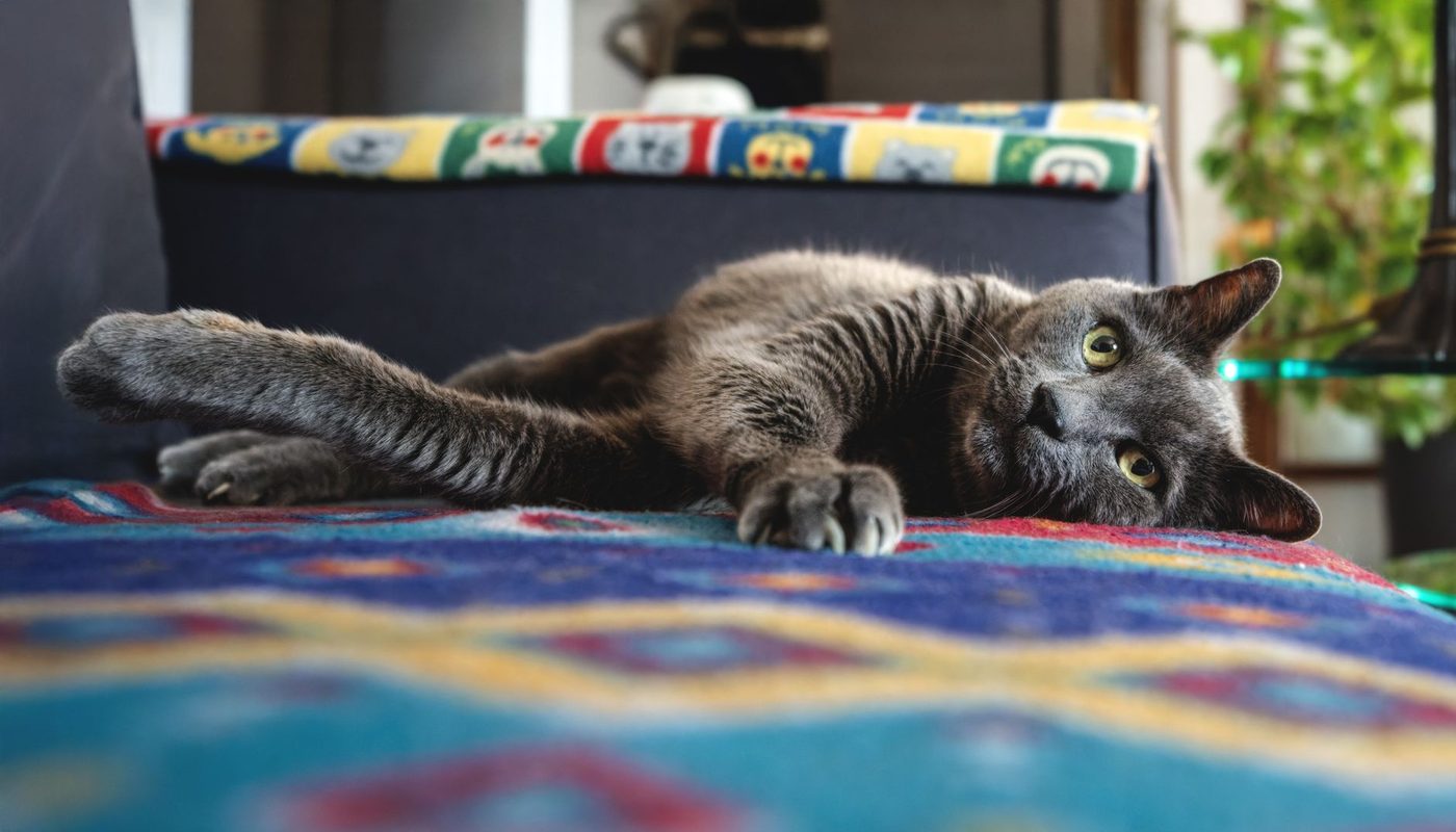 Wetenschappers ontcijferen chemische signalen in kattenurine