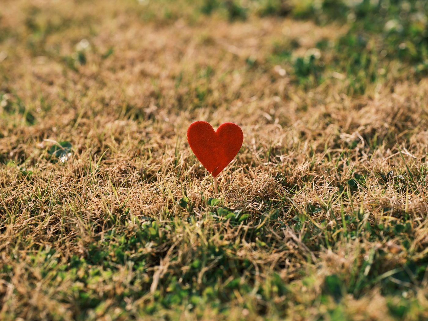 De liefde als verzet: Het levensverhaal van Nelly Mousset-Vos
