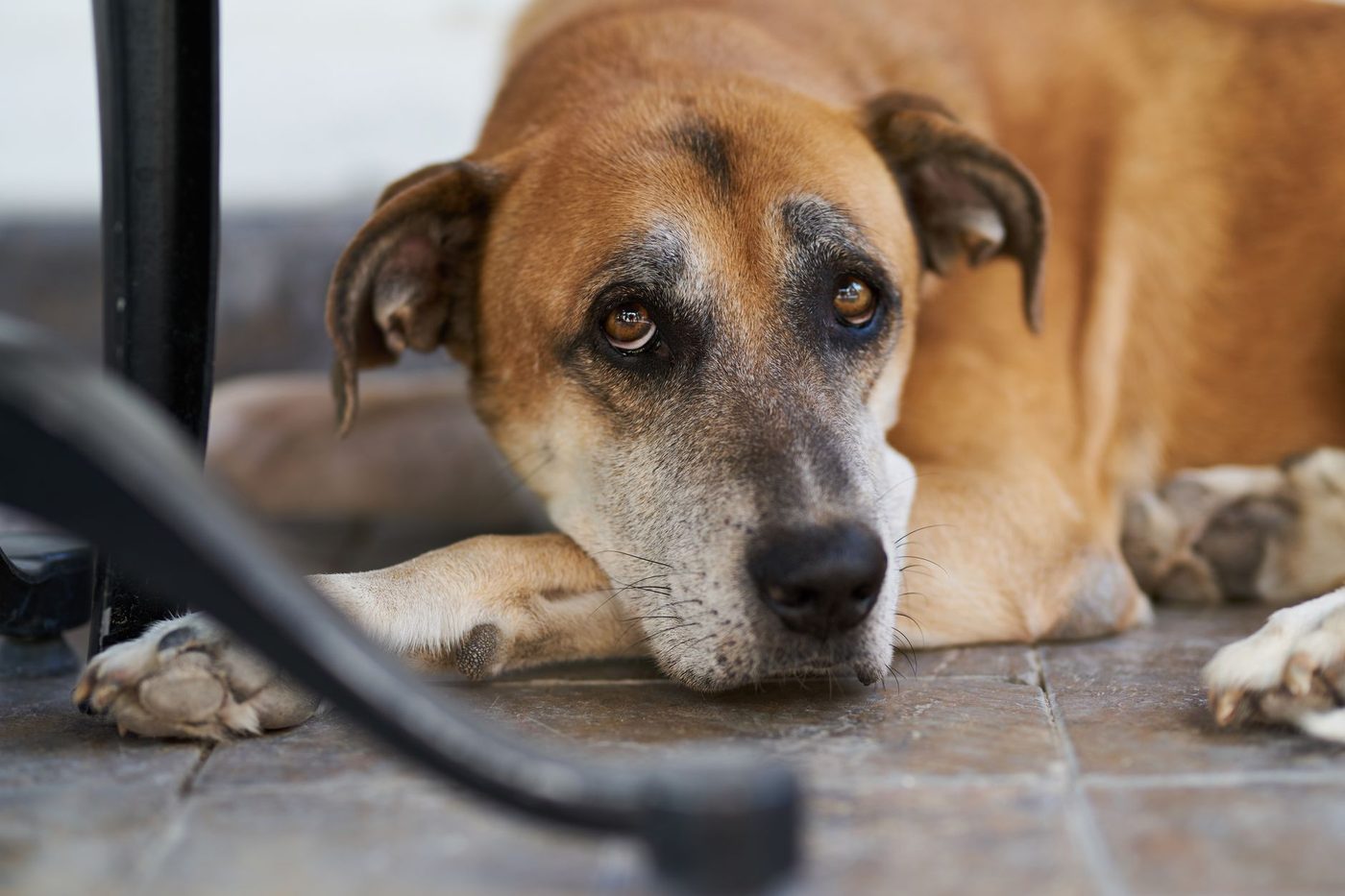 Waarom grote honden eerder sterven: hun biologische klok tikt sneller