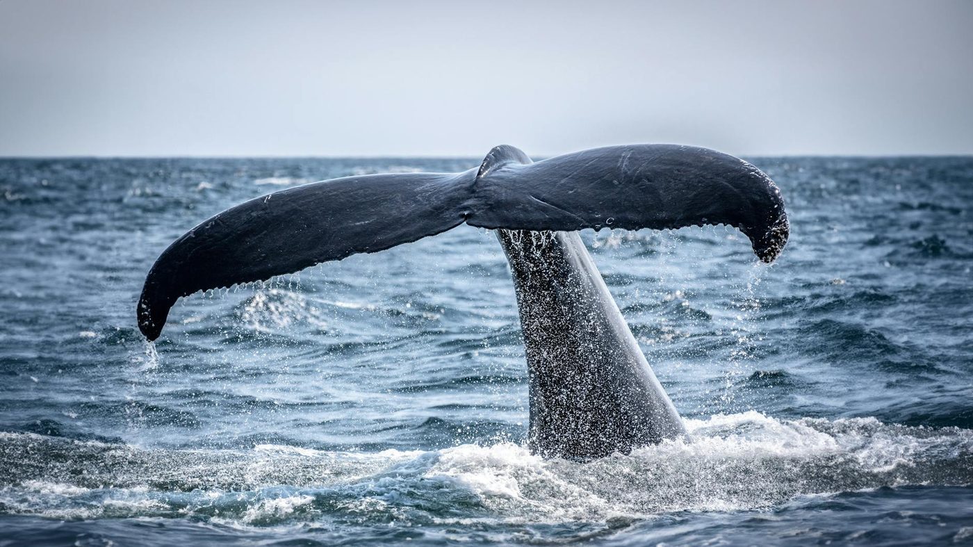 Bultrug Timmy vrijgelaten in de Noordzee na grootschalige reddingsoperatie