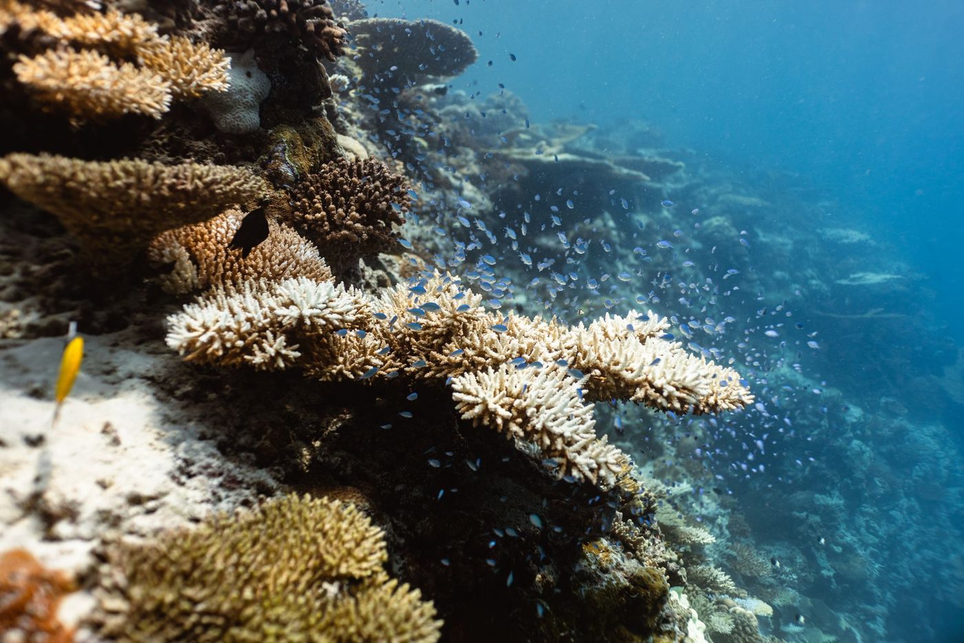 Klimaatverandering versterkt El Niño tot ongekende niveaus