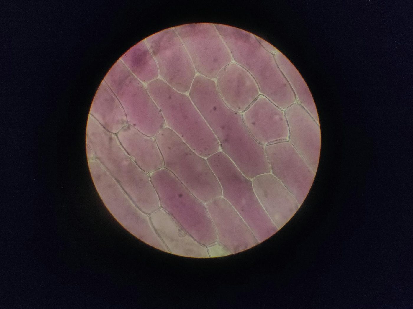 AI-framework maakt biologische interpretatie van celmorfologie controleerbaar