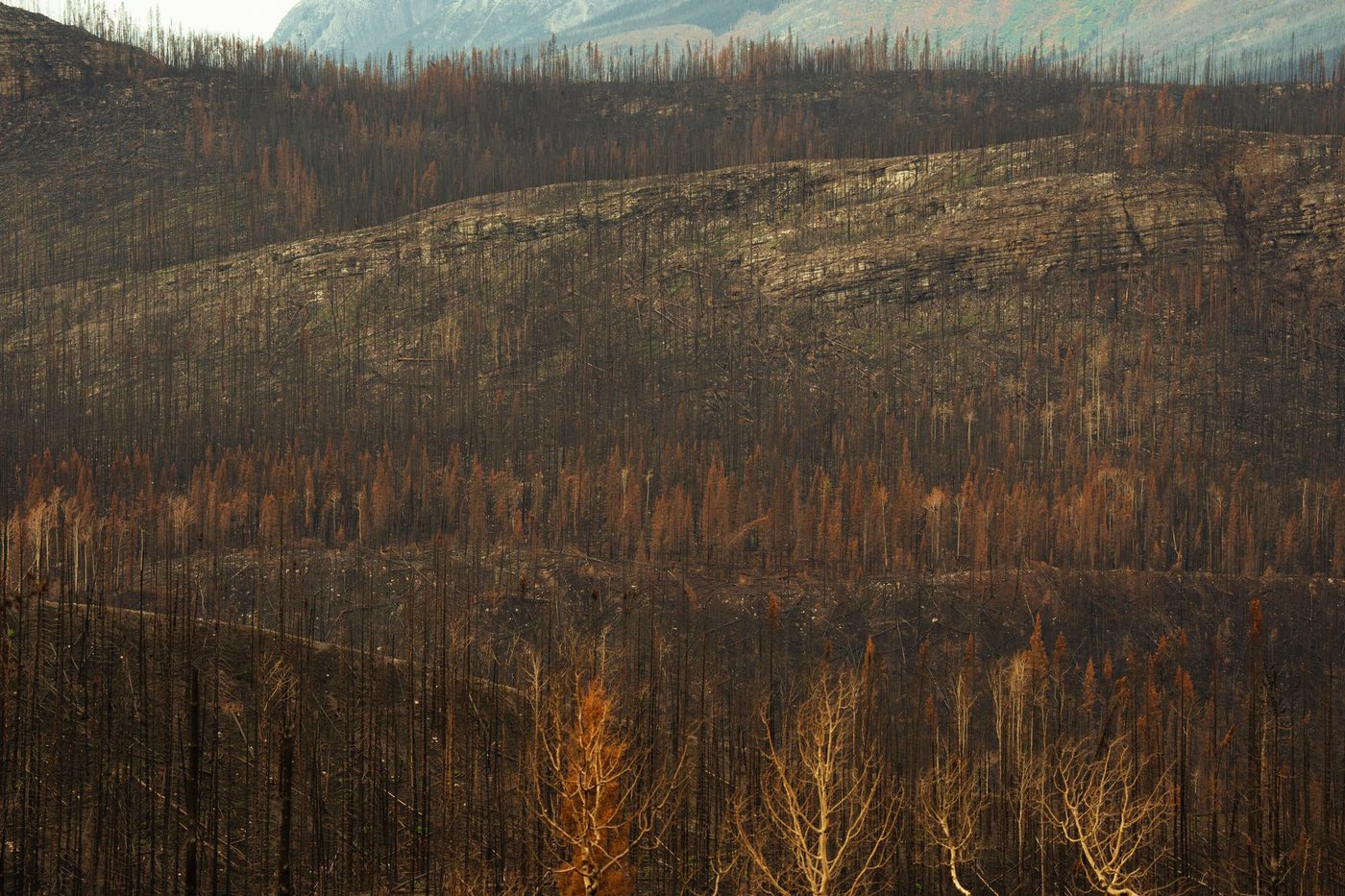 Brussel zet rampenplan in voor preventie van natuurbranden in Zoniënwoud