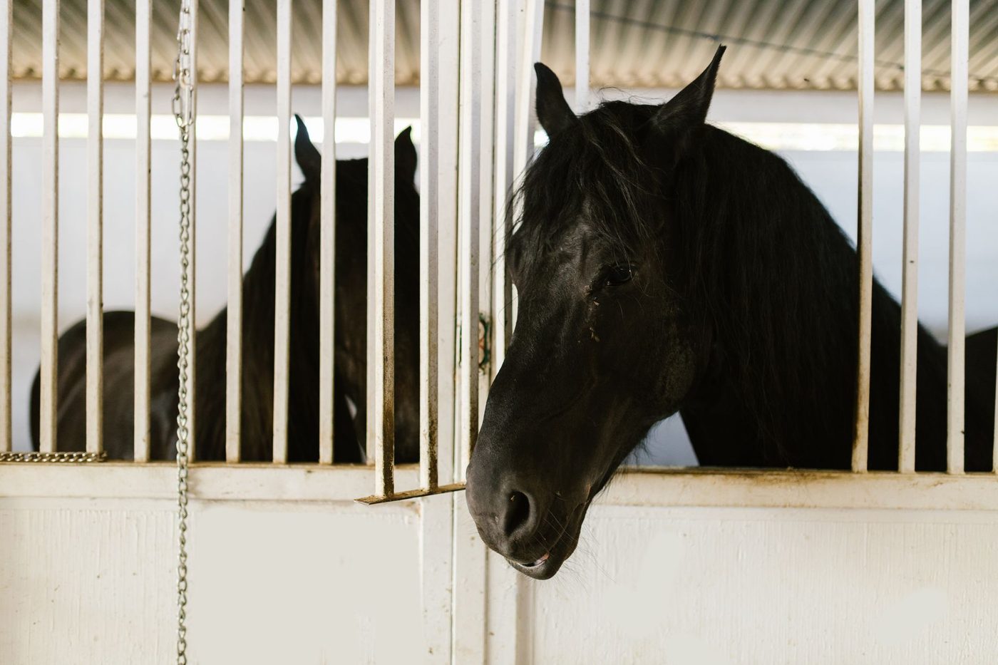 Opnieuw paard met moeraskoorts in Lokeren: dieren drie maanden in quarantaine