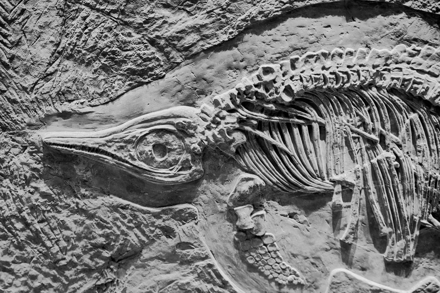 Fossielen van iconische Diplodocus voor het eerst in Europa ontdekt