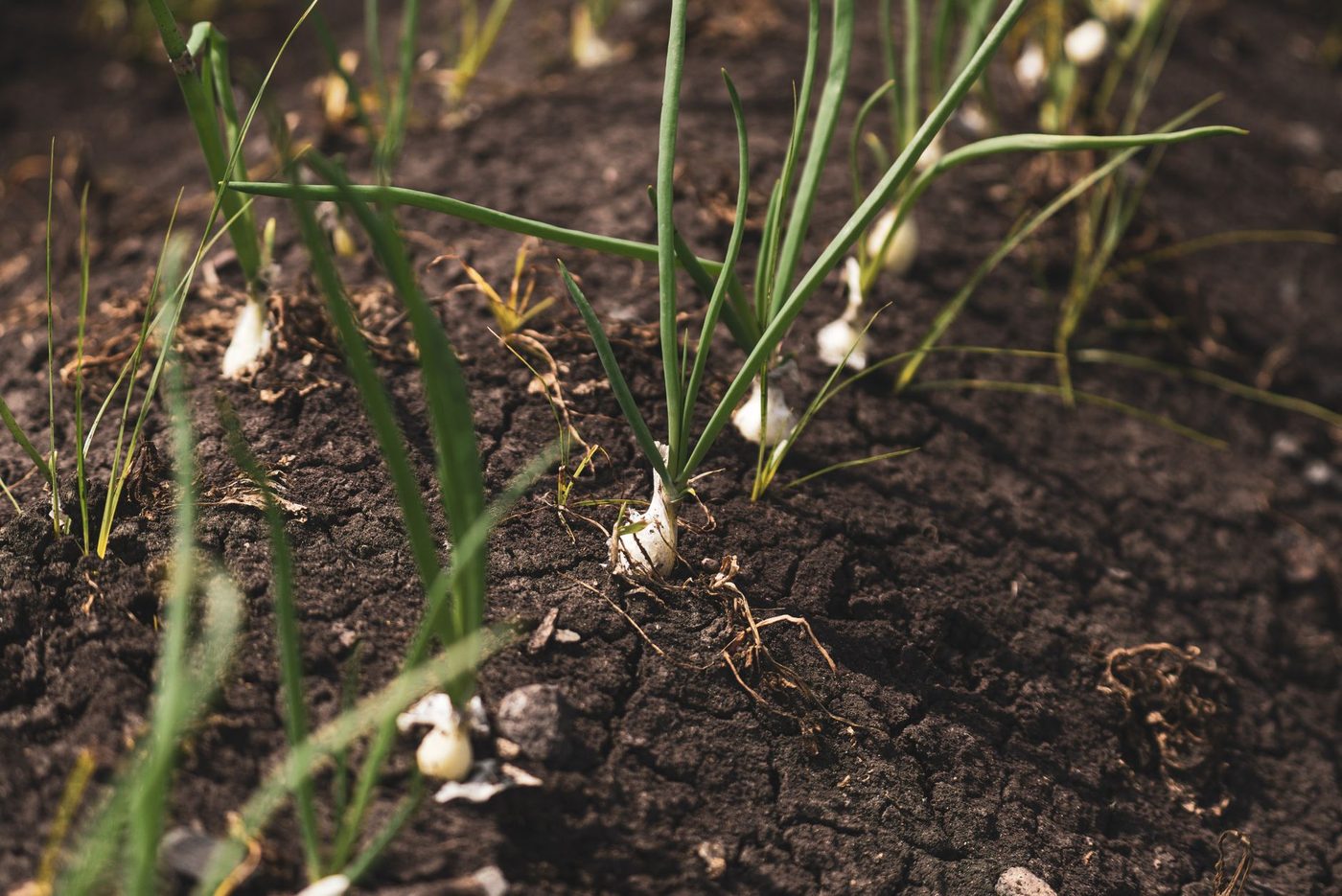 Samenwerking tussen landbouw en natuurbeheer gericht op bodemgezondheid