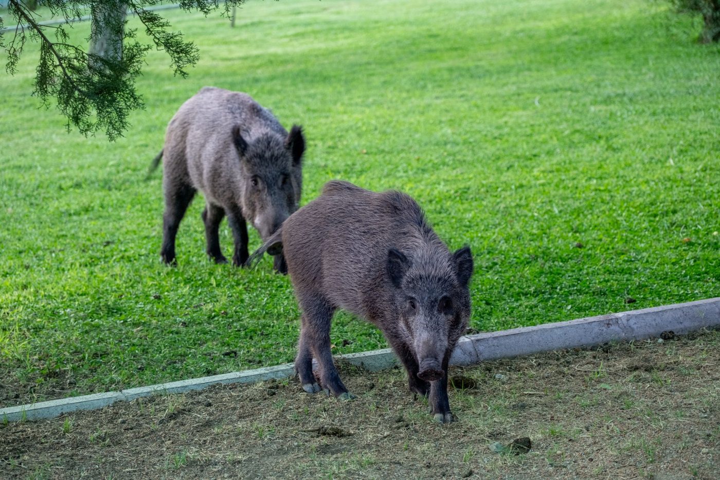 Everzwijnen ploegen tuin Mol-Gompel twee nachten om: "Het lijkt wel een maanlandschap"