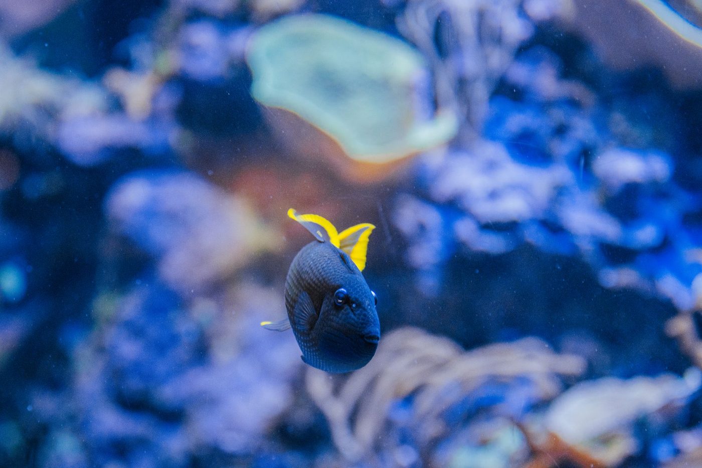 Octopuszetels in de Adriatische Zee als wapen tegen invasieve blauwe krabben