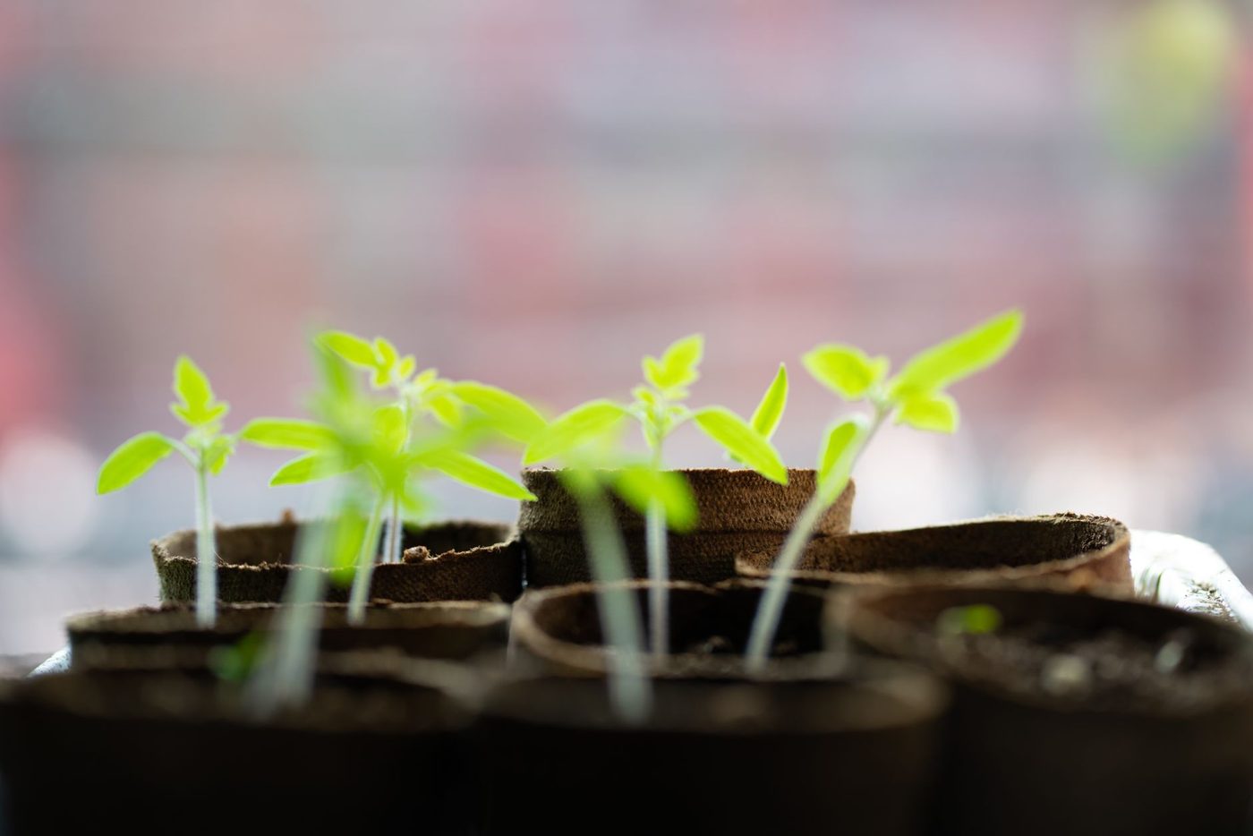 Start-up claimt plantengroei te kunnen sturen met specifieke geluidspatronen