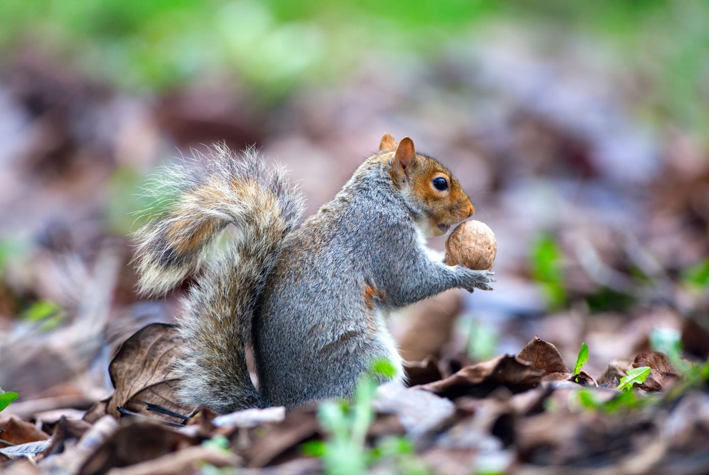 Apen jagen op kleine dieren bij tekort aan fruit