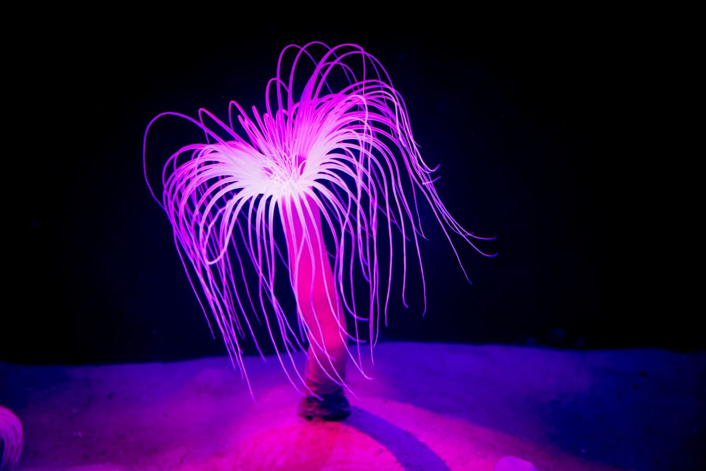 Bioluminescente zeespinnen ontdekt in diepzeegeul