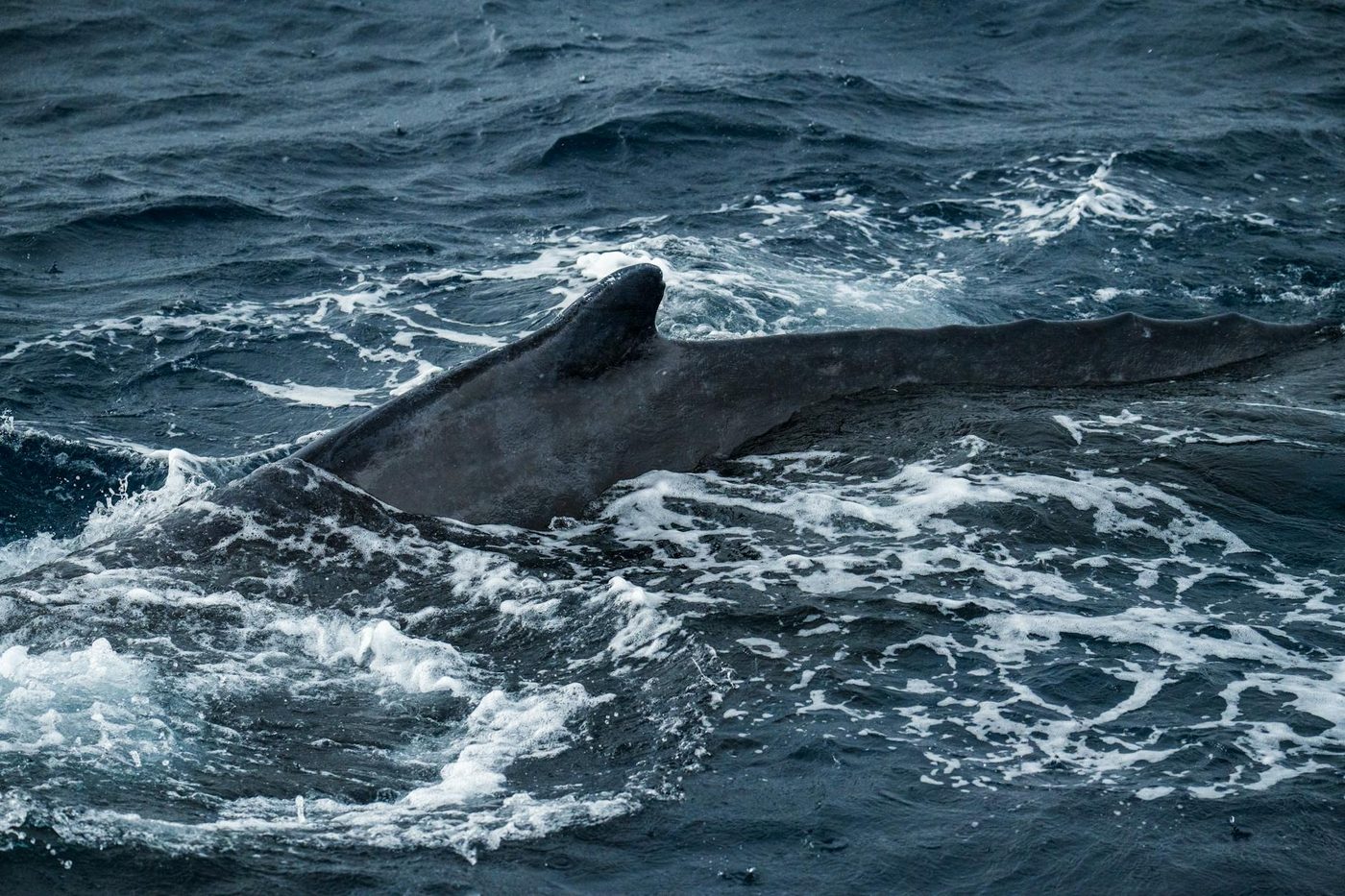 Reddingsoperatie voor bultrug 'Timmy' in de Oostzee: hoop op ontsnapping bij stijgend water
