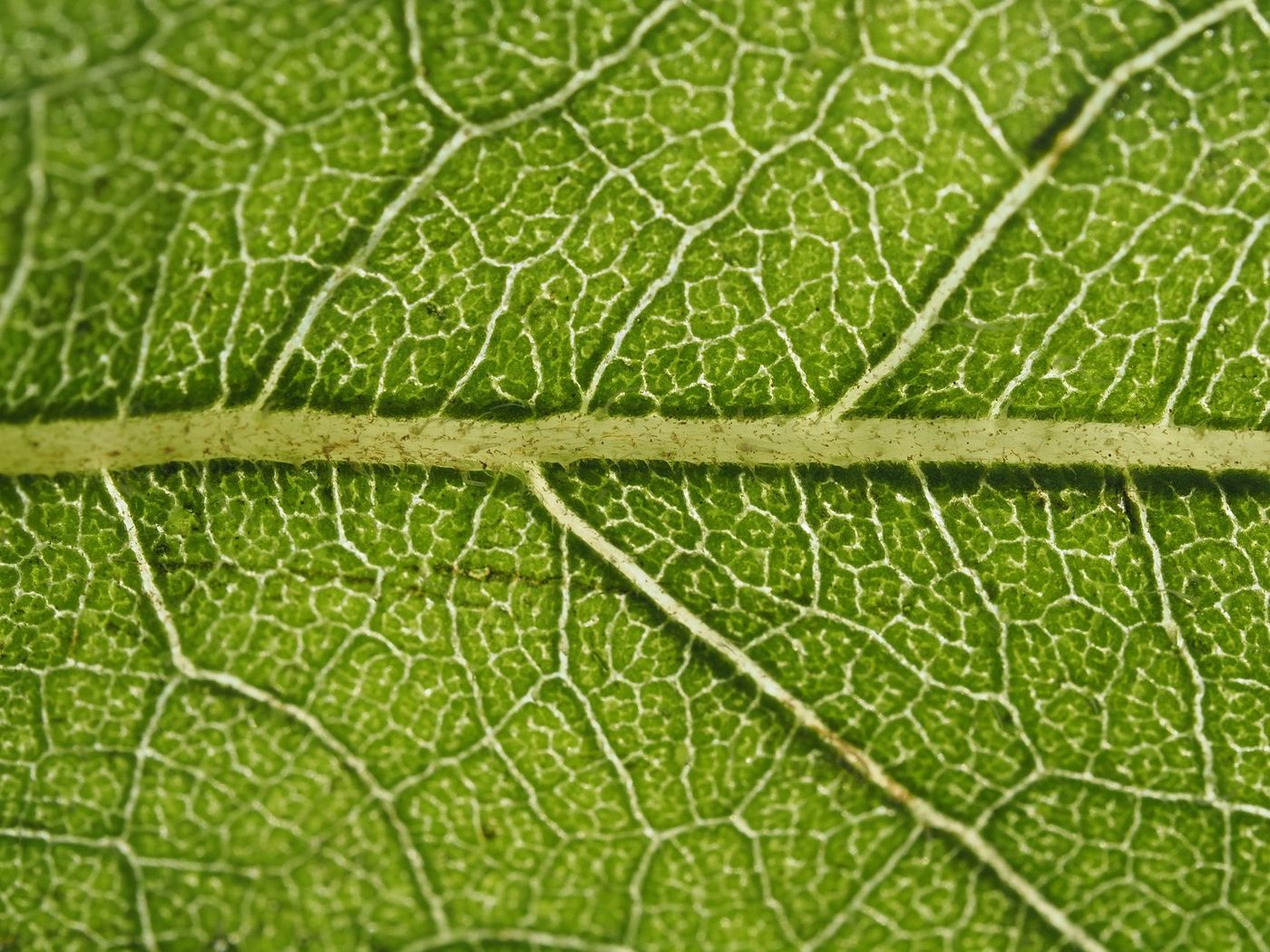Inademing van CO2 zou herstelvermogen van zenuwen kunnen herstellen