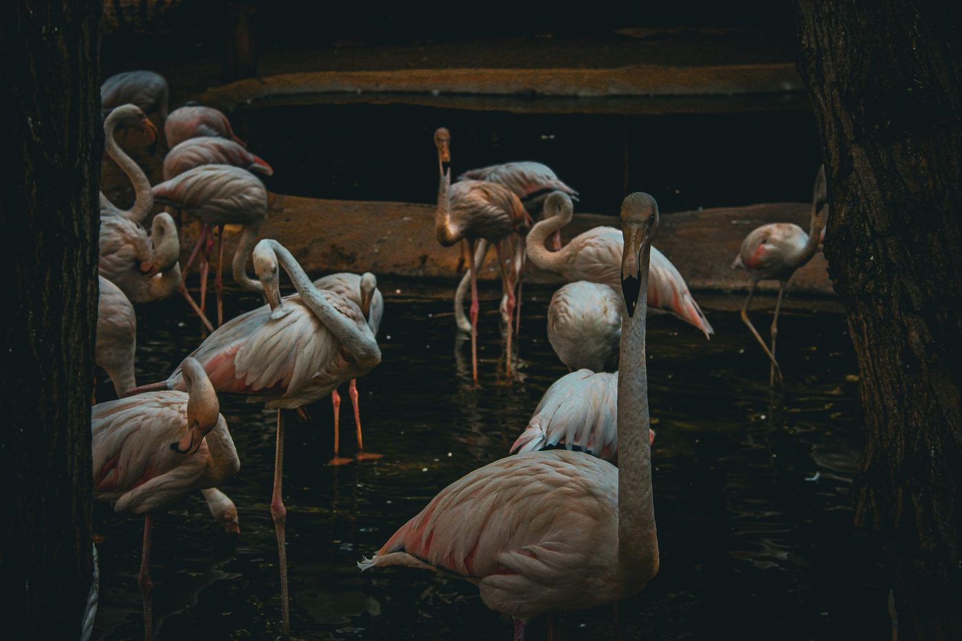 Ontsnapte flamingo uit Nederlandse zoo duikt op in Limburgs natuurgebied