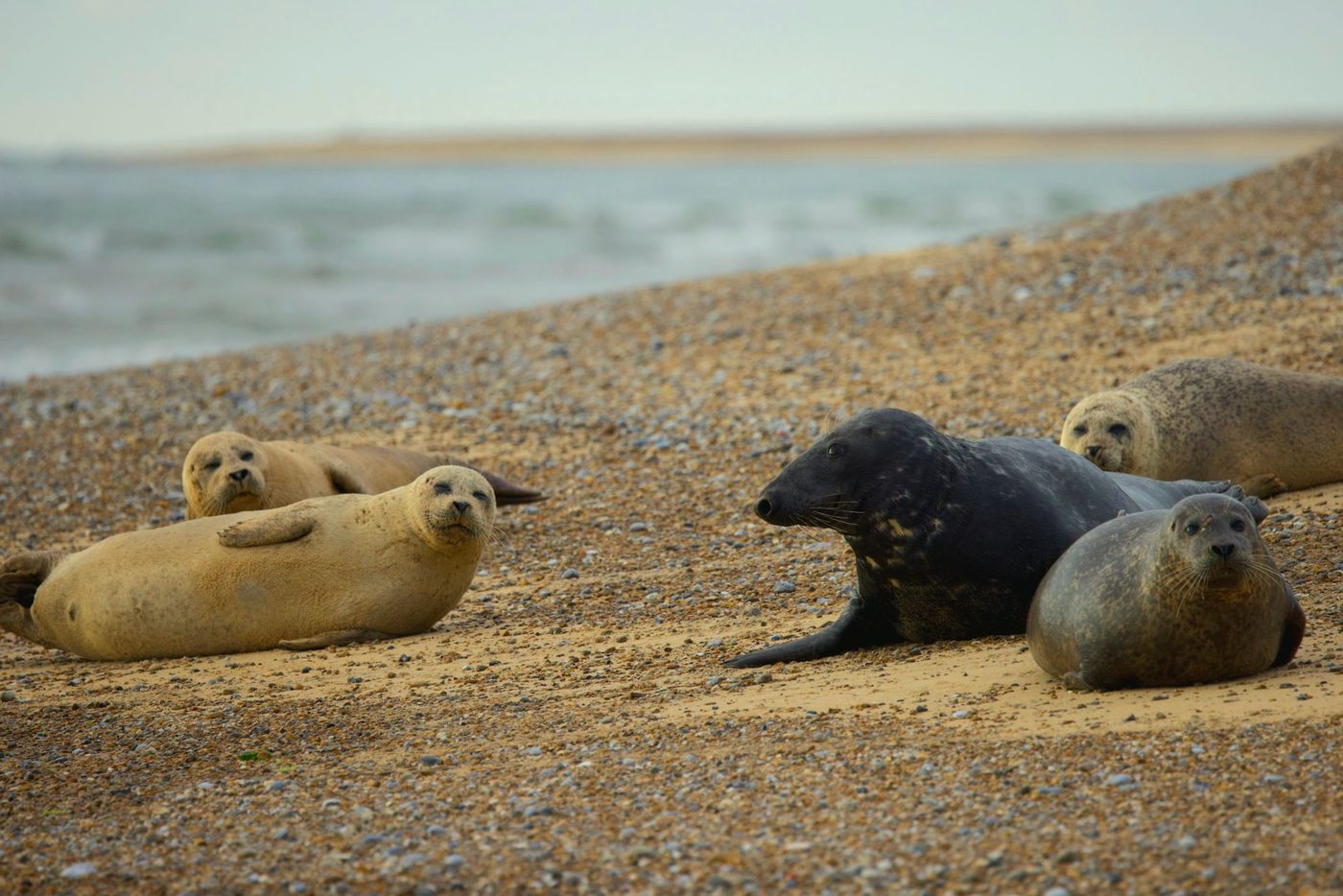 Zeehond Thili woog nog 21,5 kilo bij binnenkomst — nu is ze weer vrij
