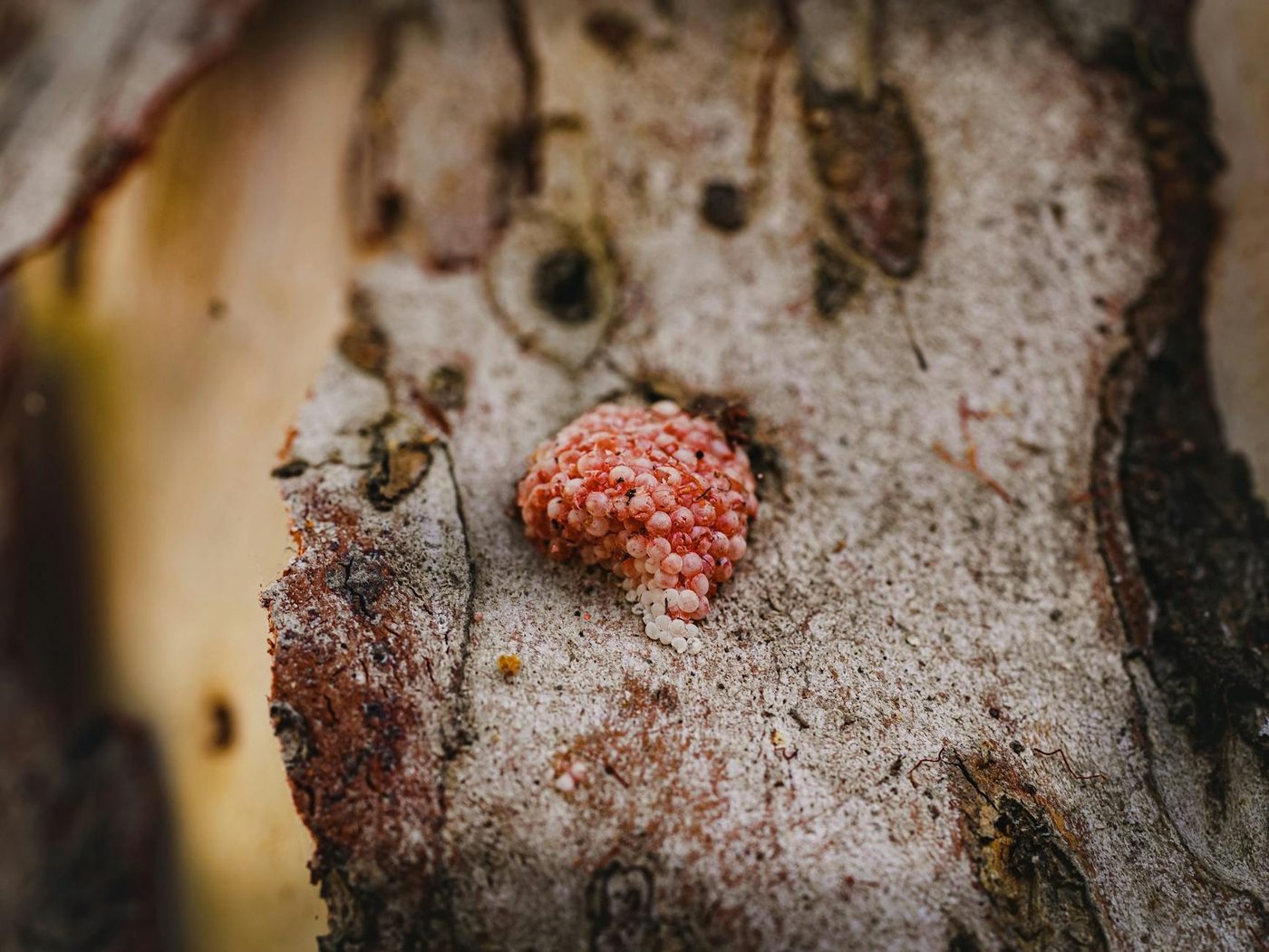 Nieuw boek onthult bizarre wereld van seksuele voortplanting in de natuur
