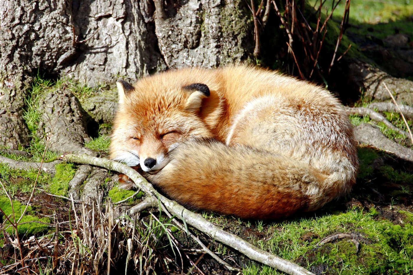 Vossen veroorzaken schoenentekort in Canadees natuurpark